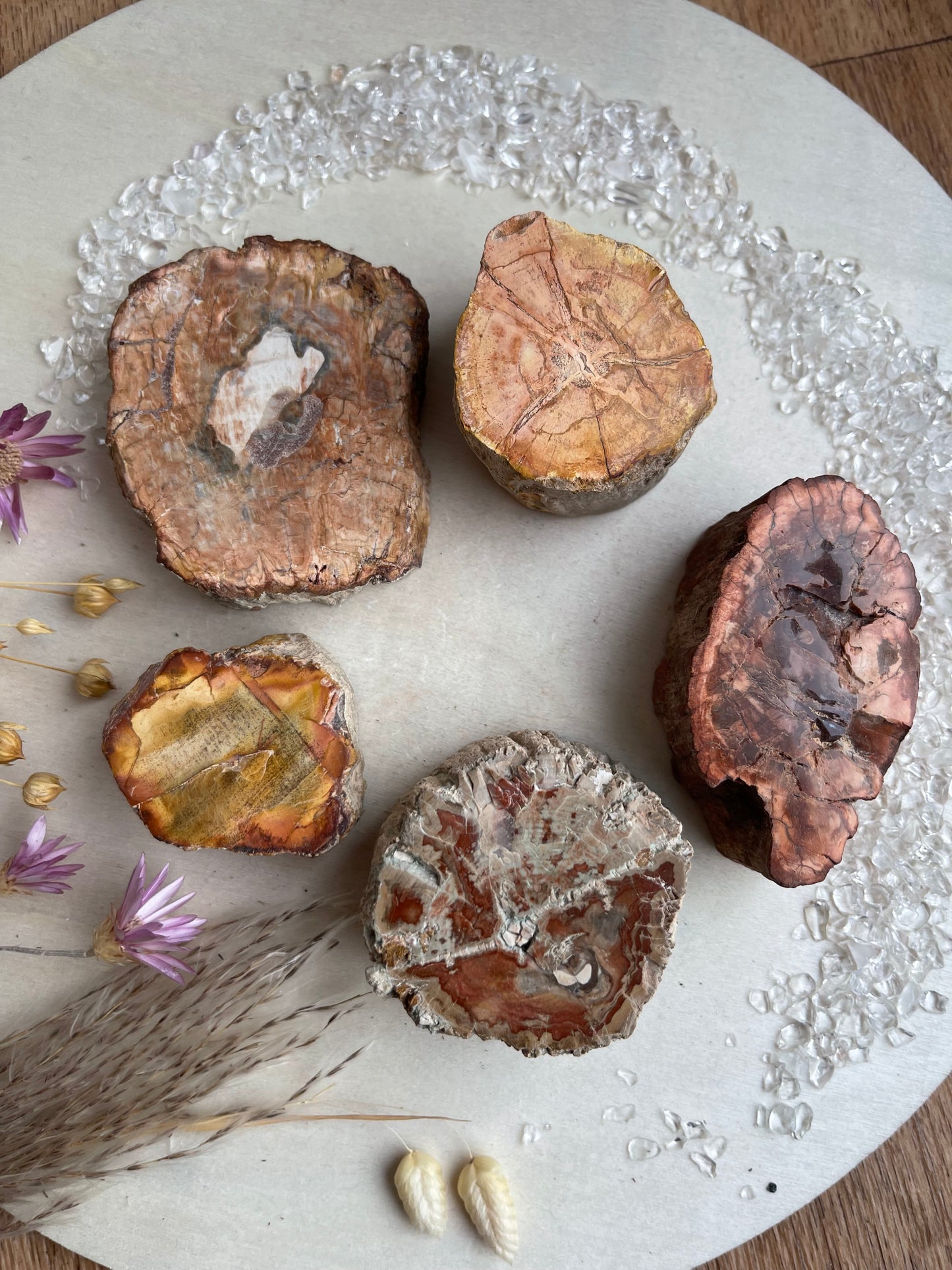 Versteinertes Holz