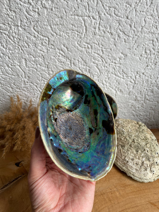 Abalone Regenbogen Muschel Räucherschale