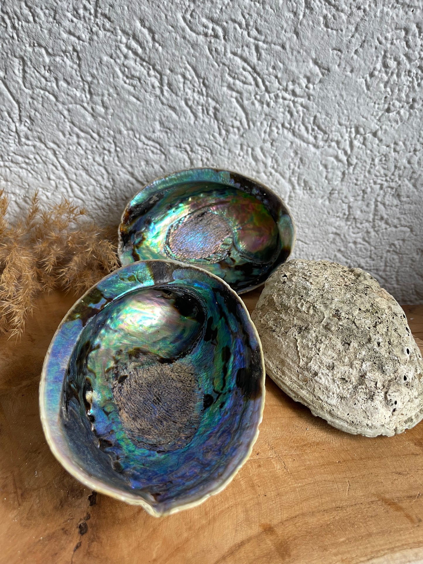 Abalone Regenbogen Muschel Räucherschale