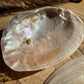 Muschel mit Perle