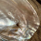 Muschel mit Perle